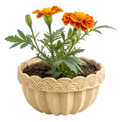 Scalloped rattan pot with marigold isolated on white background