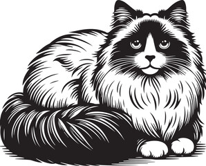 Black and White Ragdoll Cat Vector	