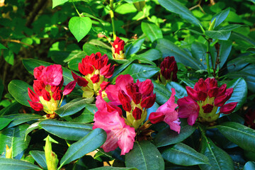 Pflanze, Blume, Blüte, Rhododendron, Frühling