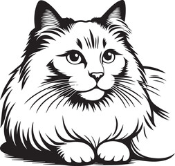 Black and White Ragdoll Cat Vector	