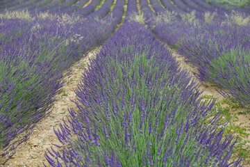 Lavender field in French Provence. Beautiful purple texture. Shallow depth of field of the image.