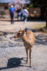 A Taste of Nara - Nara Park with Sakura