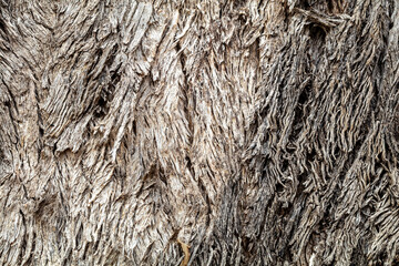 Grey box tree bark - close-up texture