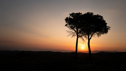 duo de pins au lever du soleil
