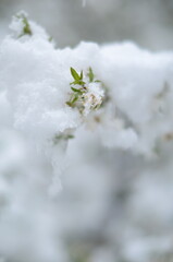 
April flowers in the snow
