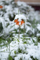 
April flowers in the snow