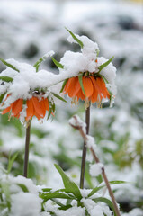 
April flowers in the snow