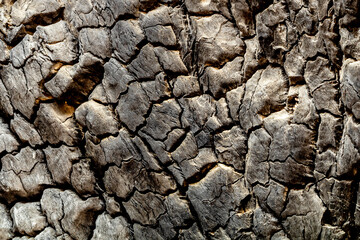 Blackened bark - fire-damaged tree