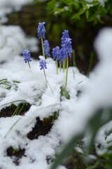 
April flowers in the snow