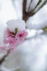 
April flowers in the snow