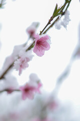 
April flowers in the snow