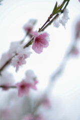 
April flowers in the snow