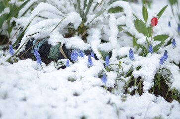 
April flowers in the snow