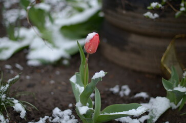 
April flowers in the snow