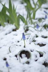 
April flowers in the snow