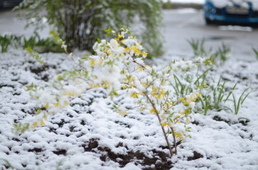 
April flowers in the snow