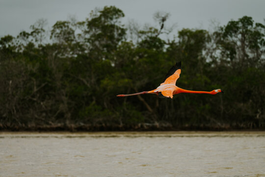 Flamingi
