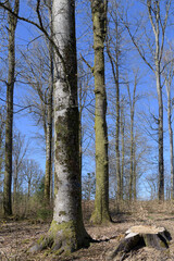Arbres dans la forêt sous ciel bleu