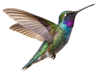 Obraz premium High-Quality Hummingbird Graphic on Transparent PNG