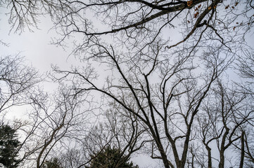 Tree branches silhouette over sky. Early spring. Wide angle lens.
