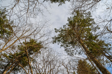 Tree branches silhouette over sky. Early spring. Wide angle lens.