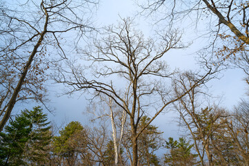Tree branches silhouette over sky. Early spring. Wide angle lens.