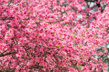 トキワマンサク_a