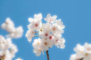 桜_a