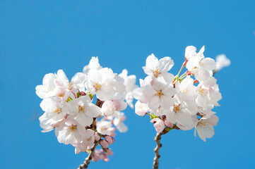 桜_c