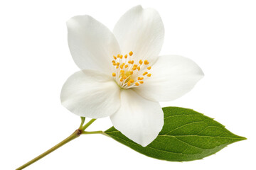 white jasmine flower isolated PNG