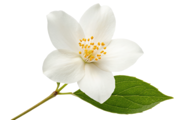 white jasmine flower isolated PNG