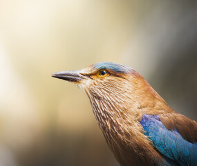 A magnificent close-up of a Eurasian roller captures its vibrant plumage, featuring stunning shades of blue and brown. The detailed portrait highlights the bird's elegant form and keen expression.
