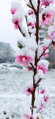 Branch of flowering sokura on the background of nature in the snow