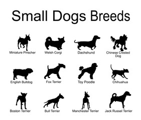 Small dogs silhouette set collection vector illustration isolated. Little pet breeds canine poster for vet clinic or grooming saloon. Education of dog species shape shadow.