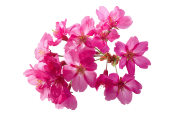Pink cherry tree flowers, spring blooming on transparent background