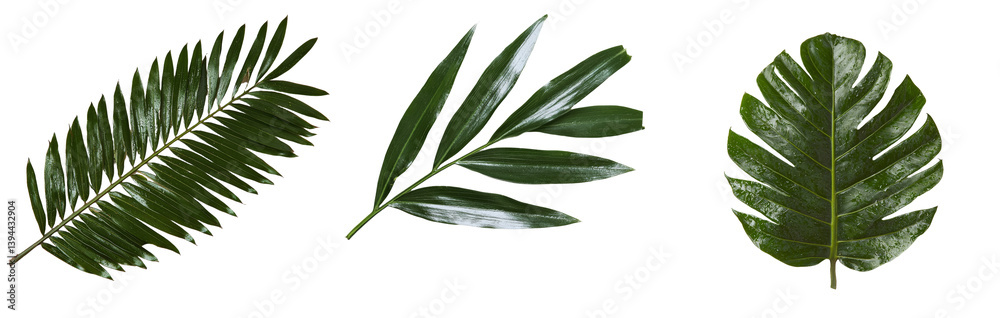 Poster isolated minimalist mockups of various tropical leaves on a clean white background for design purpos