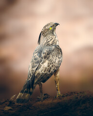 Bird of prey Crested Hawk-Eagle hunting
