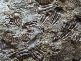 old trilobite fossil