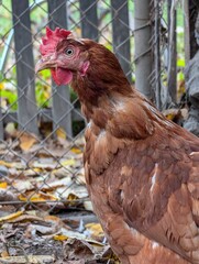 hen from small home farm
