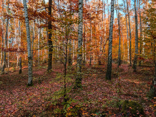 old autumn birch forest