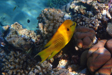 unknown fish from red sea