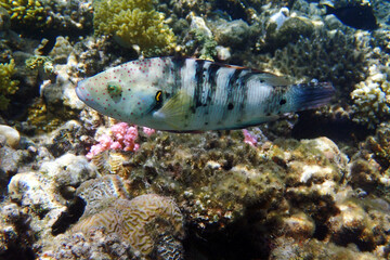 Redbreasted wrasse (cheilinus quinquecinctus)