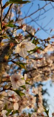 blooming cherry tree(6)