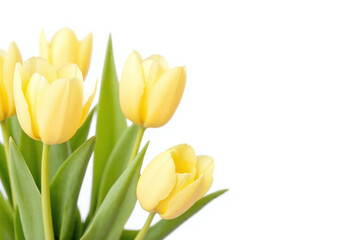 Fototapeta premium bouquet of white and yellow tulips in a vase