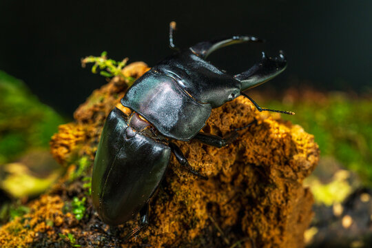Dorcus titanus typhon. Serrognathus titanus is a species of beetle in the family Lucanidae.