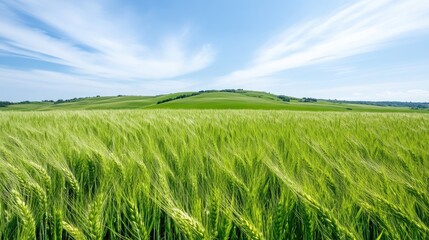 Lush green wheat field stretches to rolling hills under a vibrant blue sky