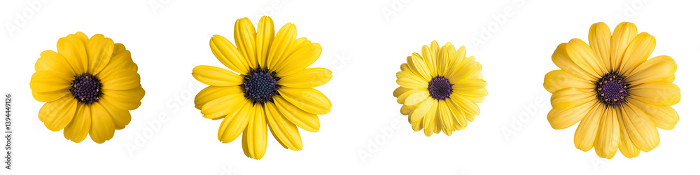 Aufkleber creative isolated minimalist mockups of yellow flowers in various sizes on a clean white background 