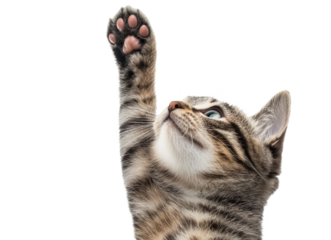 Cute cat stretching paw in a playful manner against a white background showcasing minimalist design elements