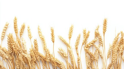 Golden Wheat Stalks on White Background for Harvest and Agriculture Themes