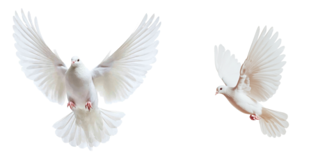 White doves in flight against a minimalist background showcasing their graceful wings and serene presence